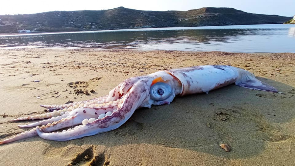 Θράψαλο «γίγας» ξεβράστηκε σε παραλία (pics)