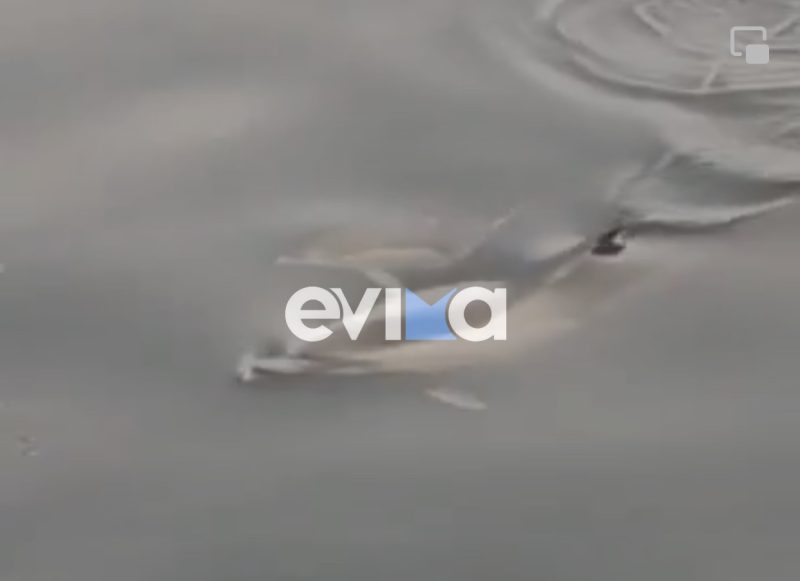 «Δελφίνι… δελφινάκι» εμφανίστηκε και πάλι στην Εύβοια- Δείτε το βίντεο