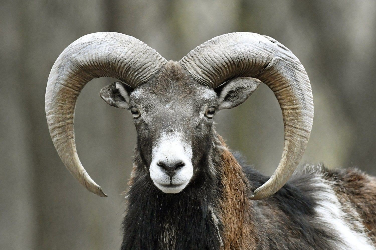 Τραγωδία: : Κριάρι σκότωσε 64χρονη γυναίκα