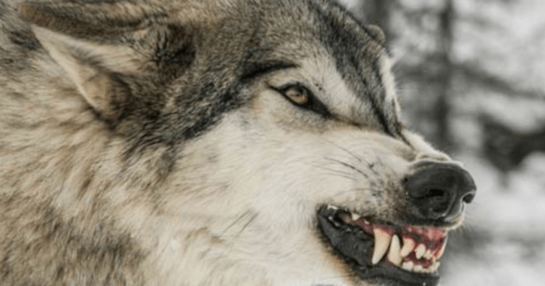 Λύκος επιτέθηκε σε οικογένεια – Άρπαξε και κατασπάραξε το σκυλί τους!
