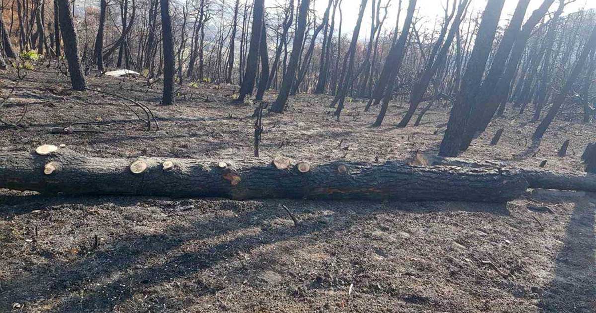 Αναγκαστικός Δασικός Συνεταιρισμός Αγίας Άννας: Γενική Συνέλευση για την διαχείριση των καμένων