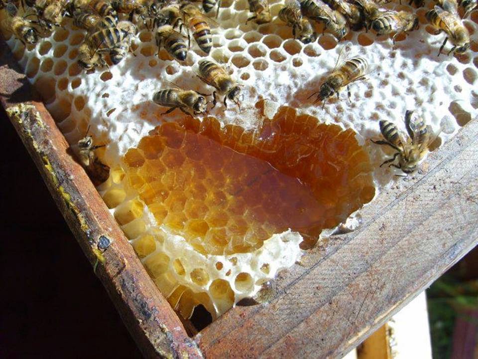 Ψαχνά: Συμμορία με ανήλικους και αλλοδαπό κατέστρεψαν 30 κυψέλες με μέλι