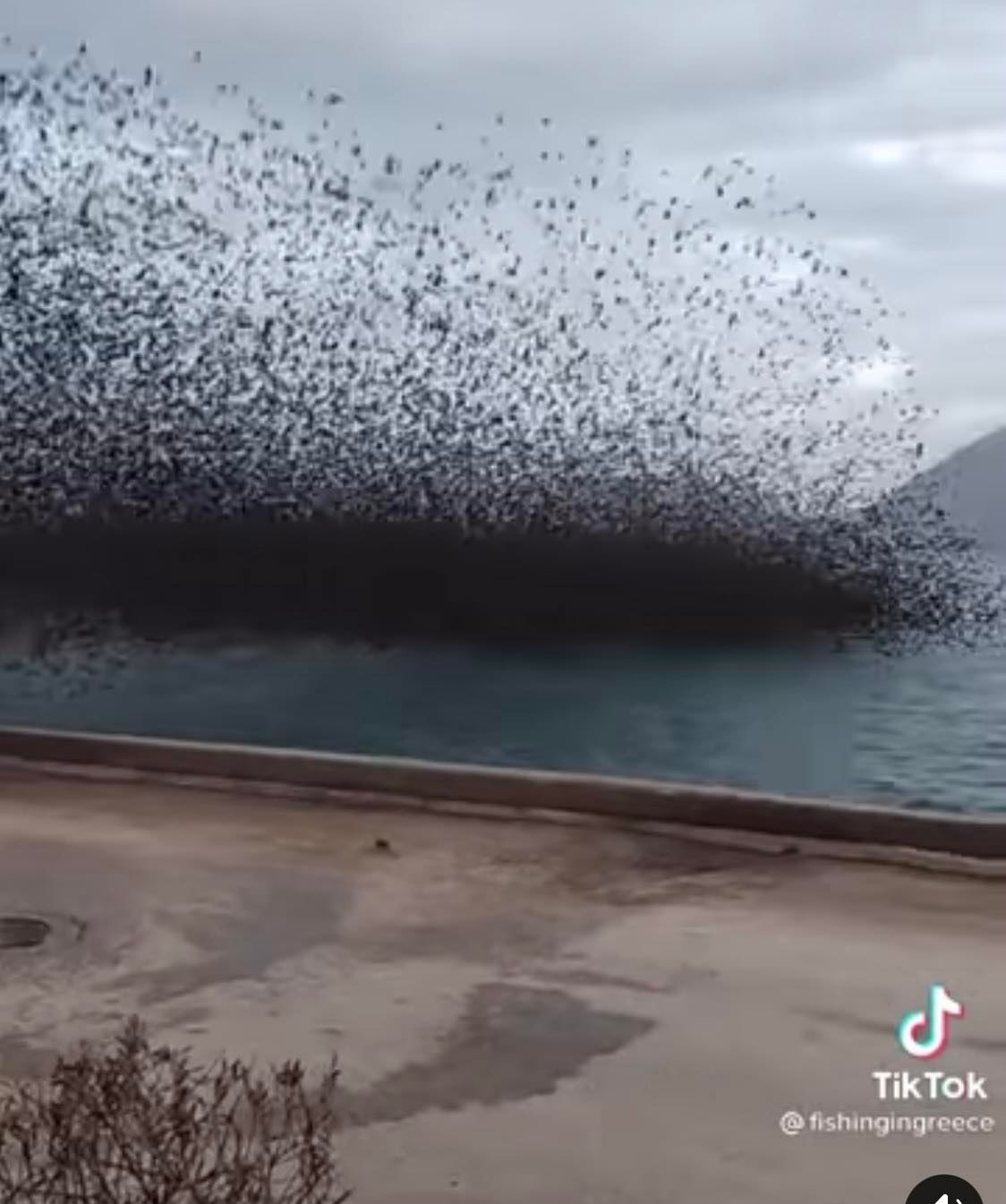Χιτσκοκικό σκηνικό – Μαύρισε ο ουρανός από σμήνος πουλιών (Βίντεο)