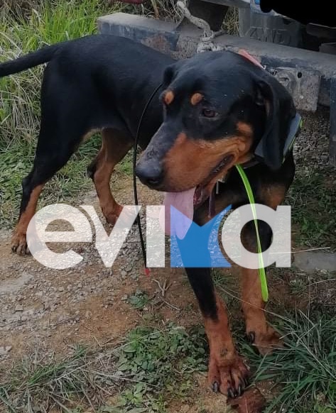 Τρόμος στην Εύβοια: Αγριογούρουνο σκότωσε σκύλο και τραυμάτισε κυνηγό στο Μετόχι (pics)
