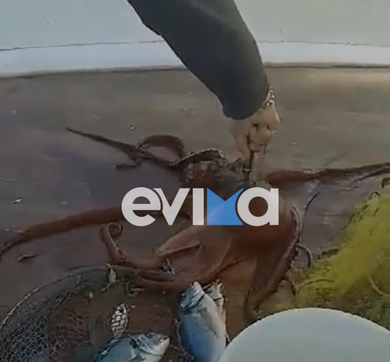 Εύβοια: Ψαράς έπιασε ένα χταπόδι… γίγας στον Κάραβο Αλιβερίου (vid)