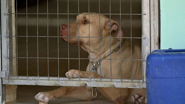 Κυνοκομείο Σπάρτης: Έκκληση για τη διάσωση των σκυλιών – Ειδική πλατφόρμα για τις υιοθεσίες
