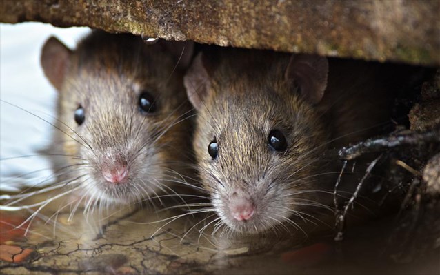 Ποια πόλη γέμισε τρωκτικά – Ποντίκια στις εξώπορτες σπιτιών (vid)