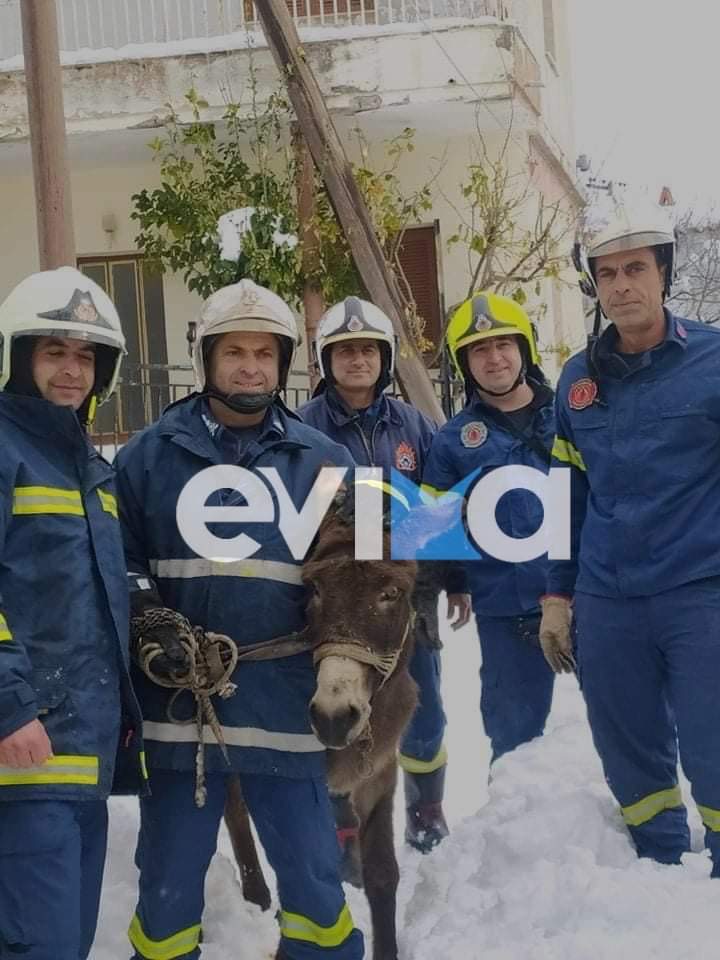 Εύβοια: Κατέρρευσε σκεπή σε στάβλο και καταπλάκωσε γάιδαρο – Επιχείρηση διάσωσης από την Πυροσβεστική (pics&vid)