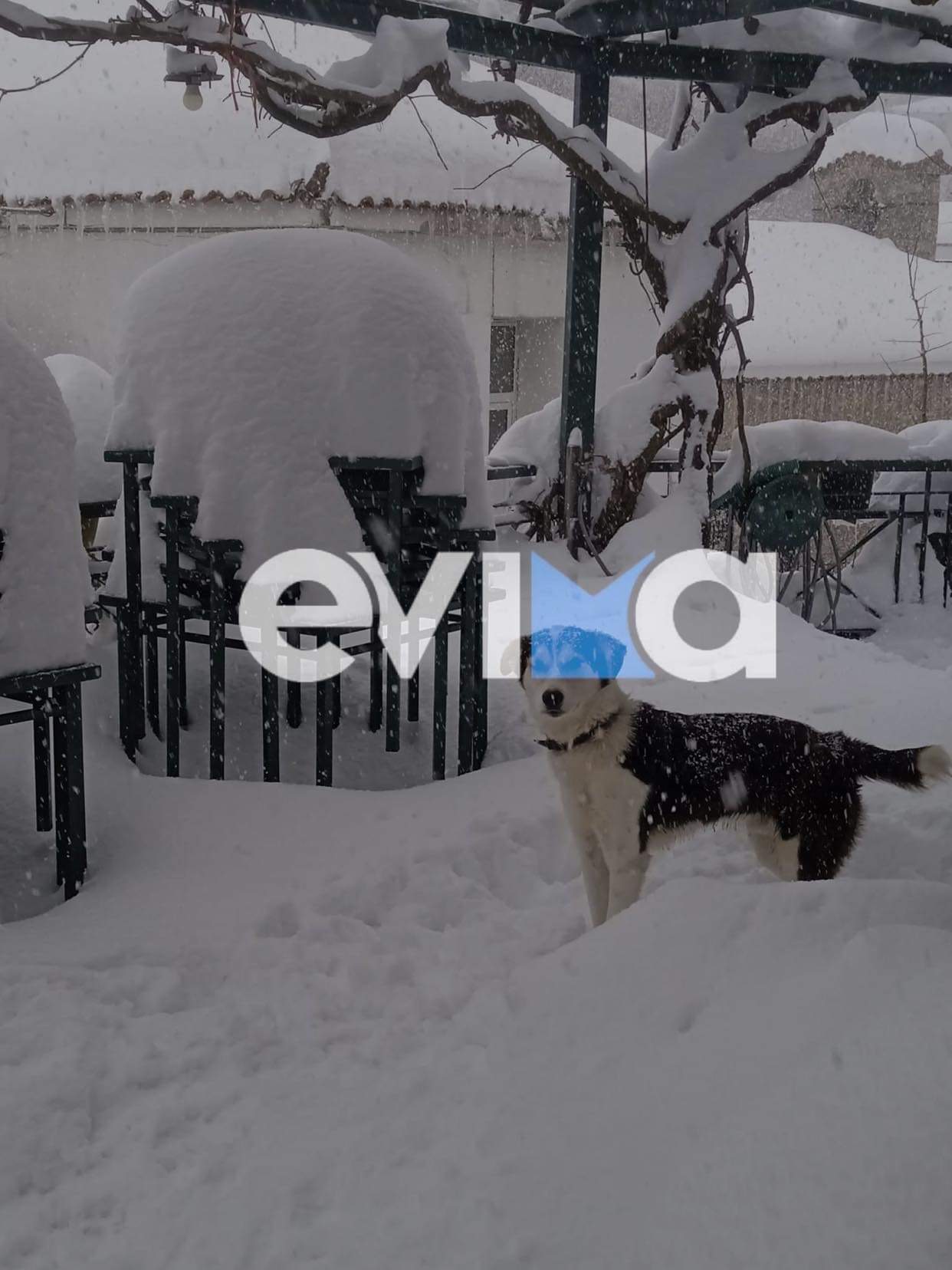 Κακοκαιρία «Φίλιππος»: «Το χιόνι έφτασε το 1.50 μέτρο στη Σέτα», λέει η πρόεδρος της Κοινότητας (pic&vid)