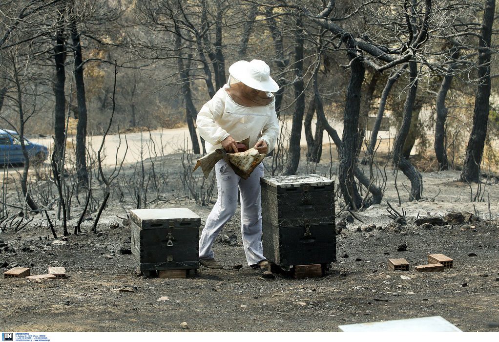 Μελισσοκόμοι σε δραματική κατάσταση μετά τις καταστροφικές πυρκαγιές