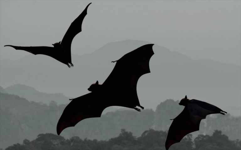 Χιλιάδες νέες μεταδόσεις ιών από νυχτερίδες προβλέπουν οι ειδικοί λόγω της κλιματικής αλλαγής