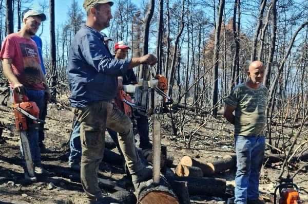 Εύβοια: Ξεκίνησαν οι αιτήσεις για το ειδικό πρόγραμμα του ΟΑΕΔ για τους ρητινεργάτες