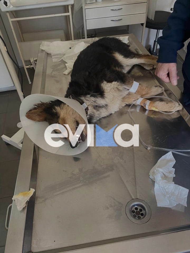Μαντούδι: Σε κρίσιμη κατάσταση το σκυλάκι που χτύπησε και εγκατέλειψε χθες Δευτέρα του Πάσχα