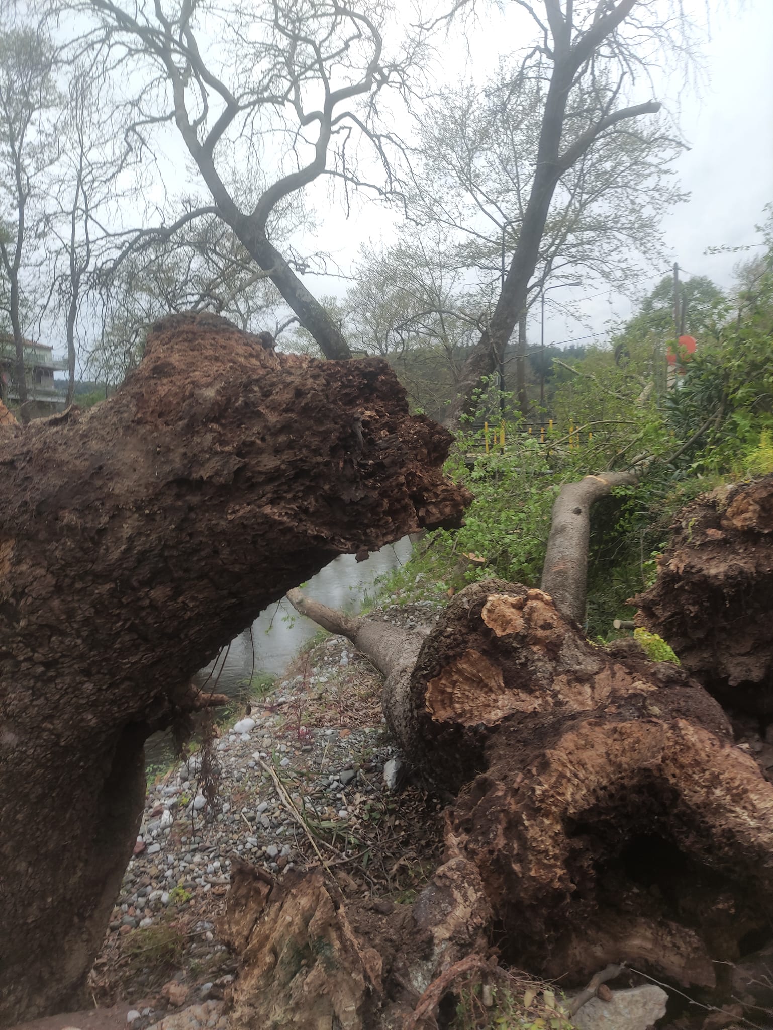 Βόρεια Εύβοια: Το δάσος «αργοπεθαίνει» καταστρέφονται χιλιάδες πλατάνια (pics)