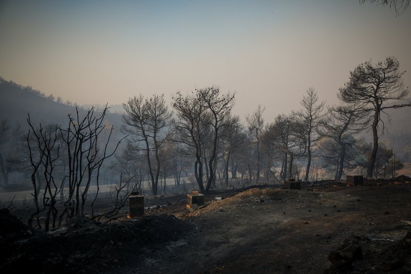 Εύβοια: Οι νοικιασμένες εκτάσεις και η αγωνία των παραγωγών