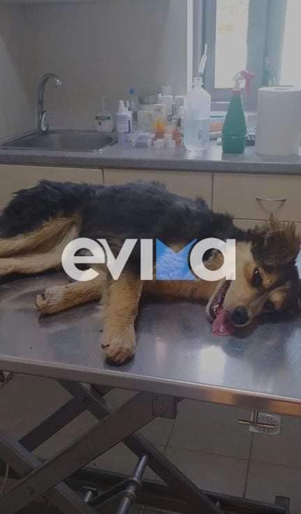 Μαντούδι Ευβοίας: ΙΧ παρέσυρε και εγκατέλειψε σκυλάκι μέσα στα αίματα