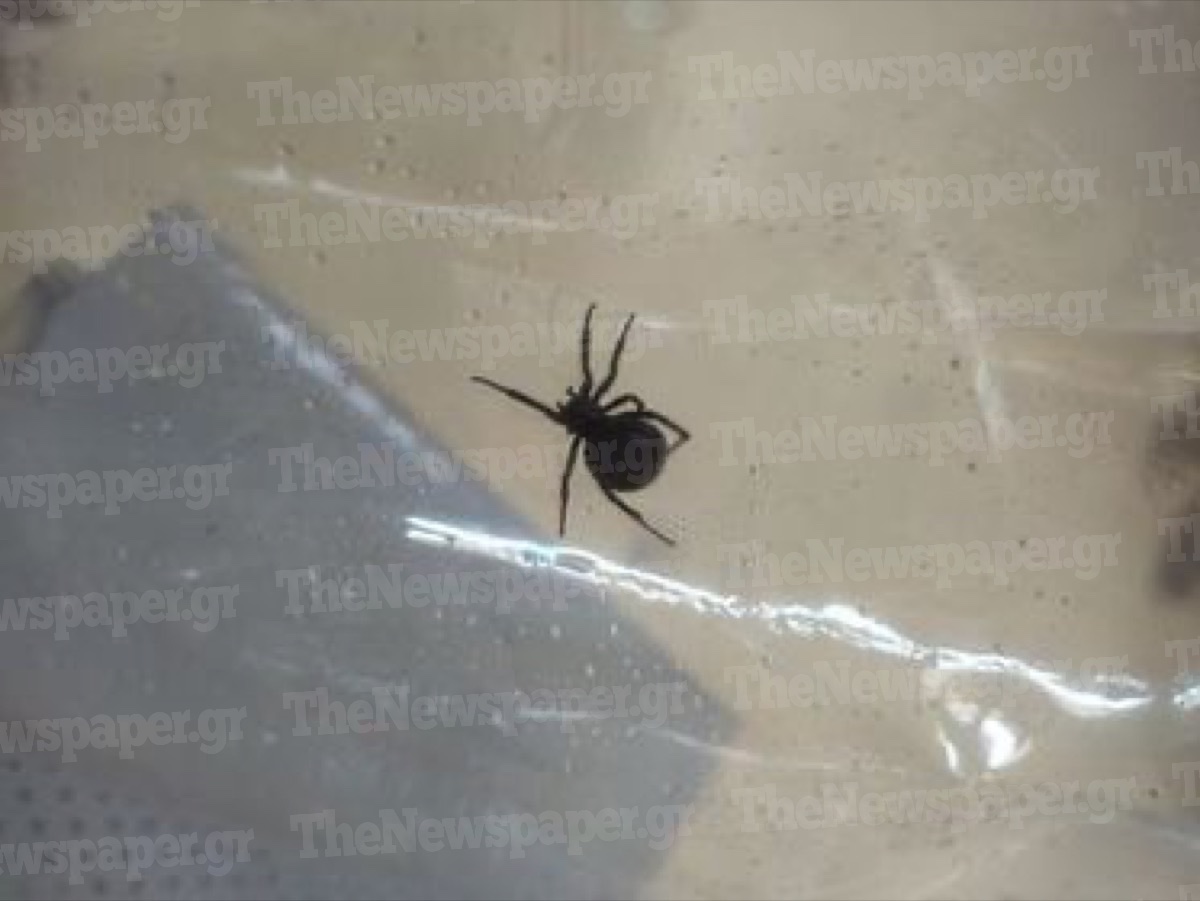 Δηλητηριώδη αράχνη «μαύρη χήρα» που τσίμπησε ένα 4χρονο παιδί στην Πορταριά