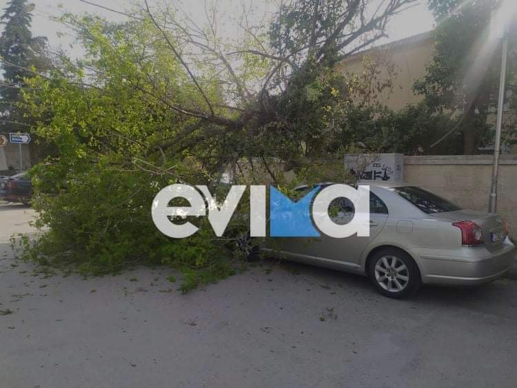 Χαλκίδα: Δέντρο καταπλάκωσε αυτοκίνητο – Άγιο είχαν περαστικοί  – Αποκλειστικές εικόνες