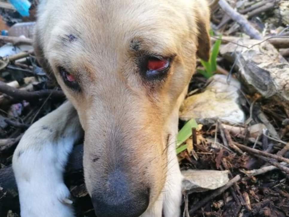 Ερέτρια: Σκυλί τσιμπήθηκε από φίδι – Συγκινητική προσπάθεια διάσωσης του