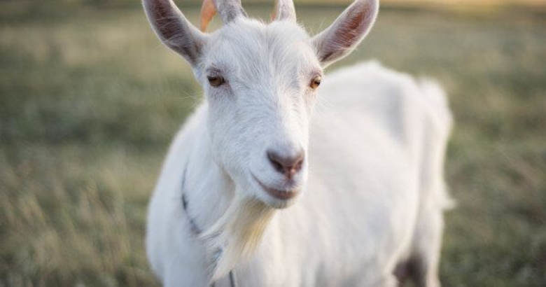 Κτηνοτρόφος διαθέτει τις κατσίκες του για… ψυχοθεραπεία – Η αγγελία που έγινε viral