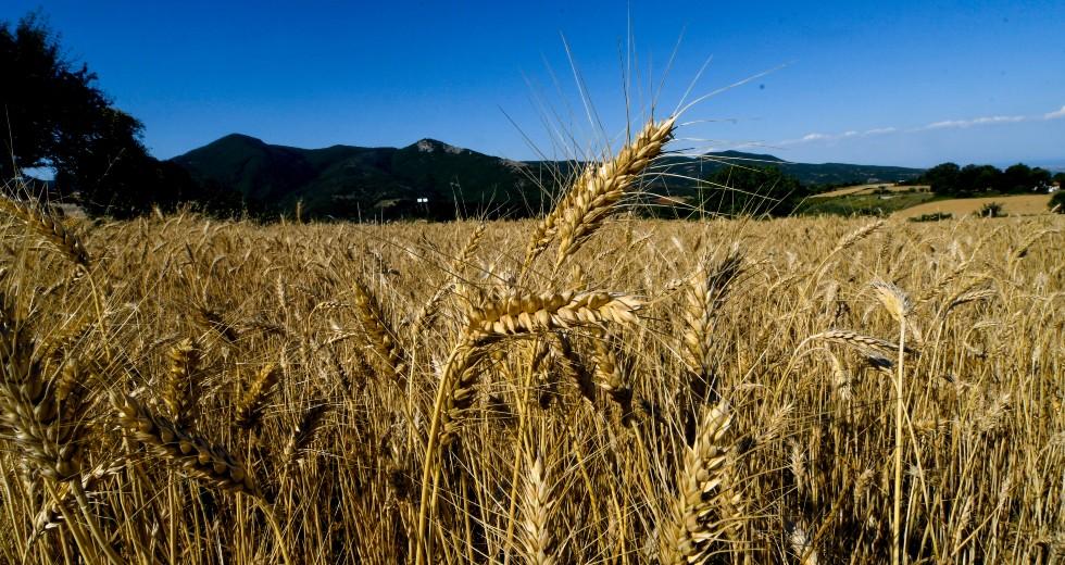 Εύβοια: Σήμερα λήγει η προθεσμία για την υποχρεωτική δήλωση αποθεμάτων γεωργικών προϊόντων και τροφίμων