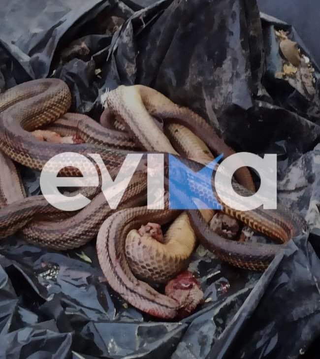 Εύβοια: Μυστήριο με τρία σκοτωμένα φίδια σε χωράφι στο Αλιβέρι