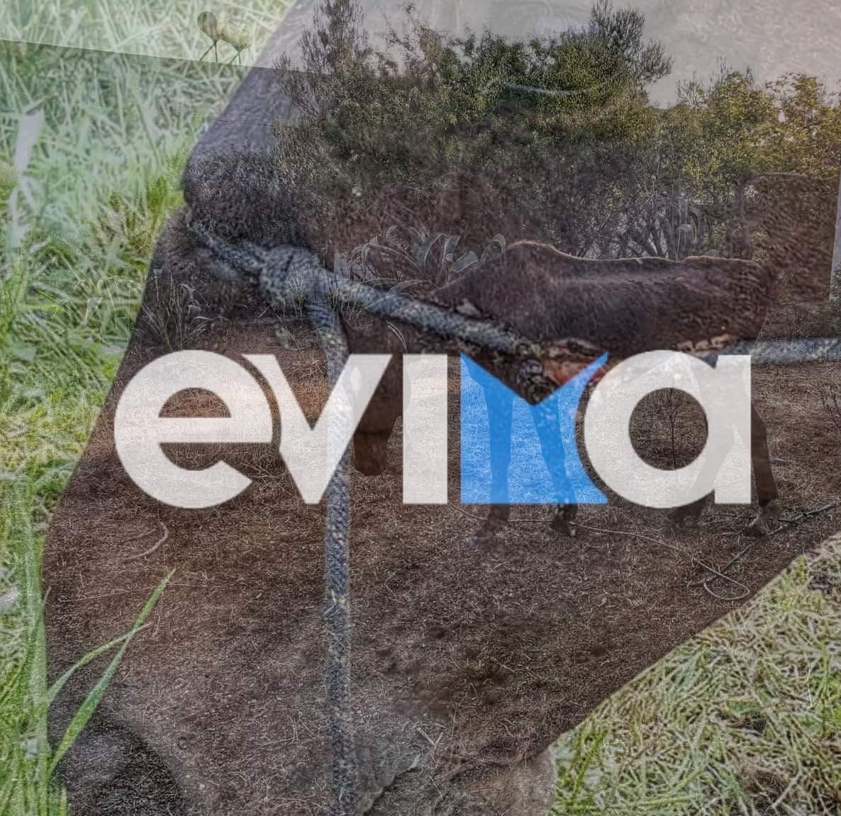 Αποκλειστικό: 60χρονος κακοποιούσε άλογο στην Κάρυστο – Σοκάρει η εικόνα