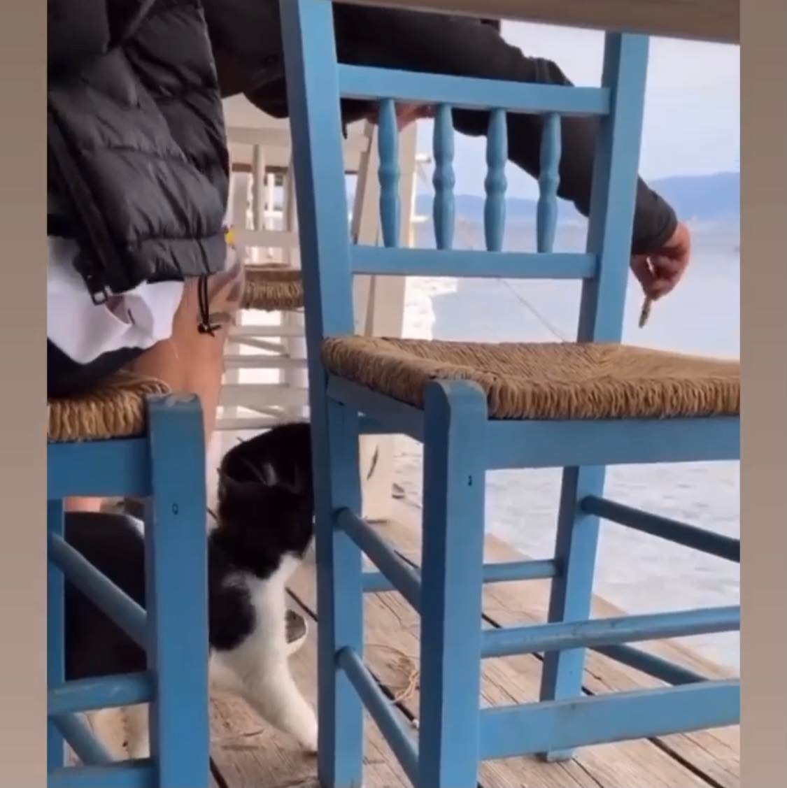 Τραγικό περιστατικό στην Αιδηψό: Έδωσε σε γατάκι να φάει και το κλώτσησε στη θάλασσα
