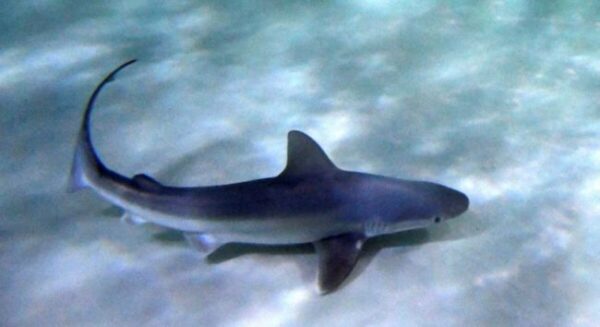 Εντυπωσιακός γαλάζιος καρχαρίας εμφανίστηκε σε ελληνική παραλία