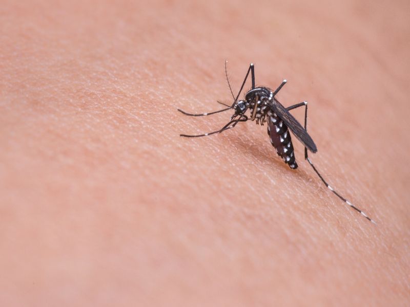 Κουνούπια: Θα αργήσουν να μας τσιμπήσουν φέτος – Πως εξηγείται