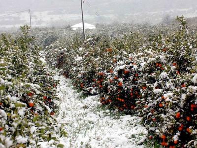 ΕΛΓΑ: Πληρώνονται οι αποζημίωσεις για την κακοκαιρία «Ελπίς» μετά από 4 μήνες