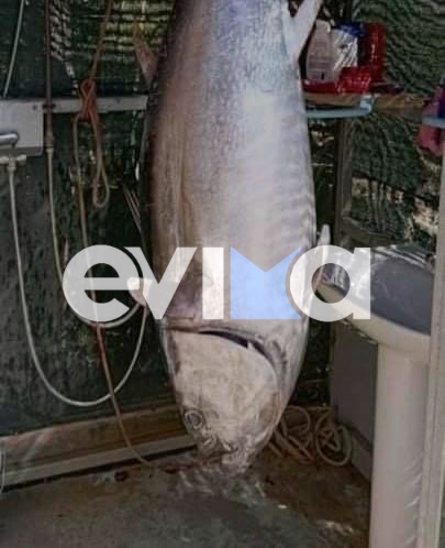 Εύβοια: Έπιασε ψαρούκλα 1,5 μέτρο και 60 κιλά