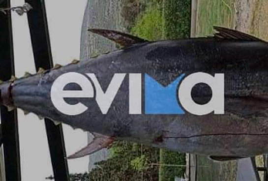 Εύβοια: Δεύτερη θρυλική ψαριά μέσα σε λίγες ώρες – Έπιασε ψάρι 150 κιλά