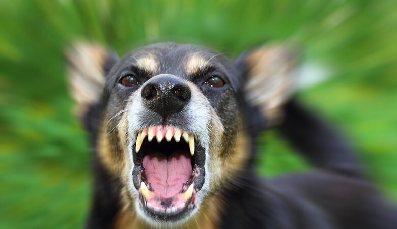 Άγρια επίθεση από σκύλο σε άνδρα στην Αυλίδα – Αγανακτισμένοι κάτοικοι μηνύουν το δήμο Χαλκιδέων