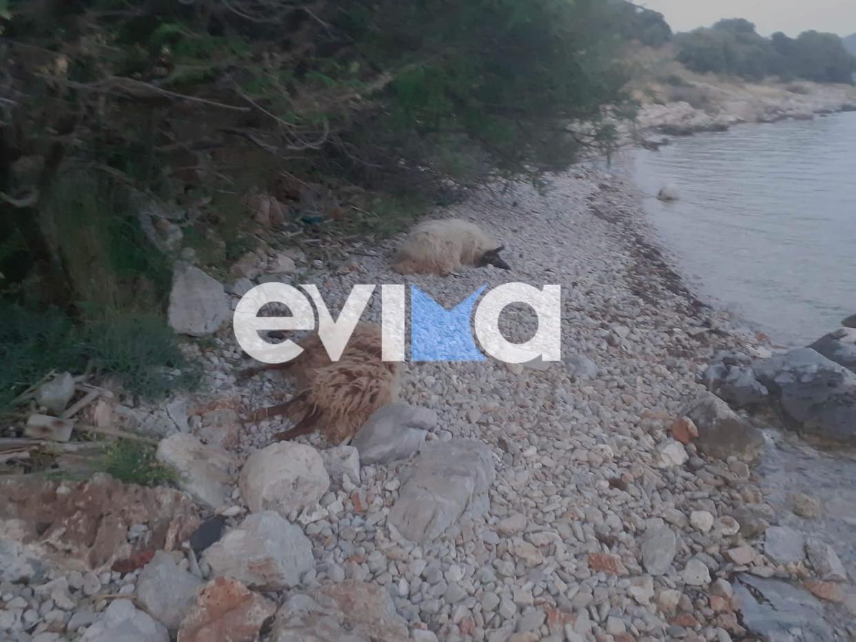 Νότια Εύβοια: Απομακρύνονται σήμερα τα νεκρά πρόβατα από την παραλία