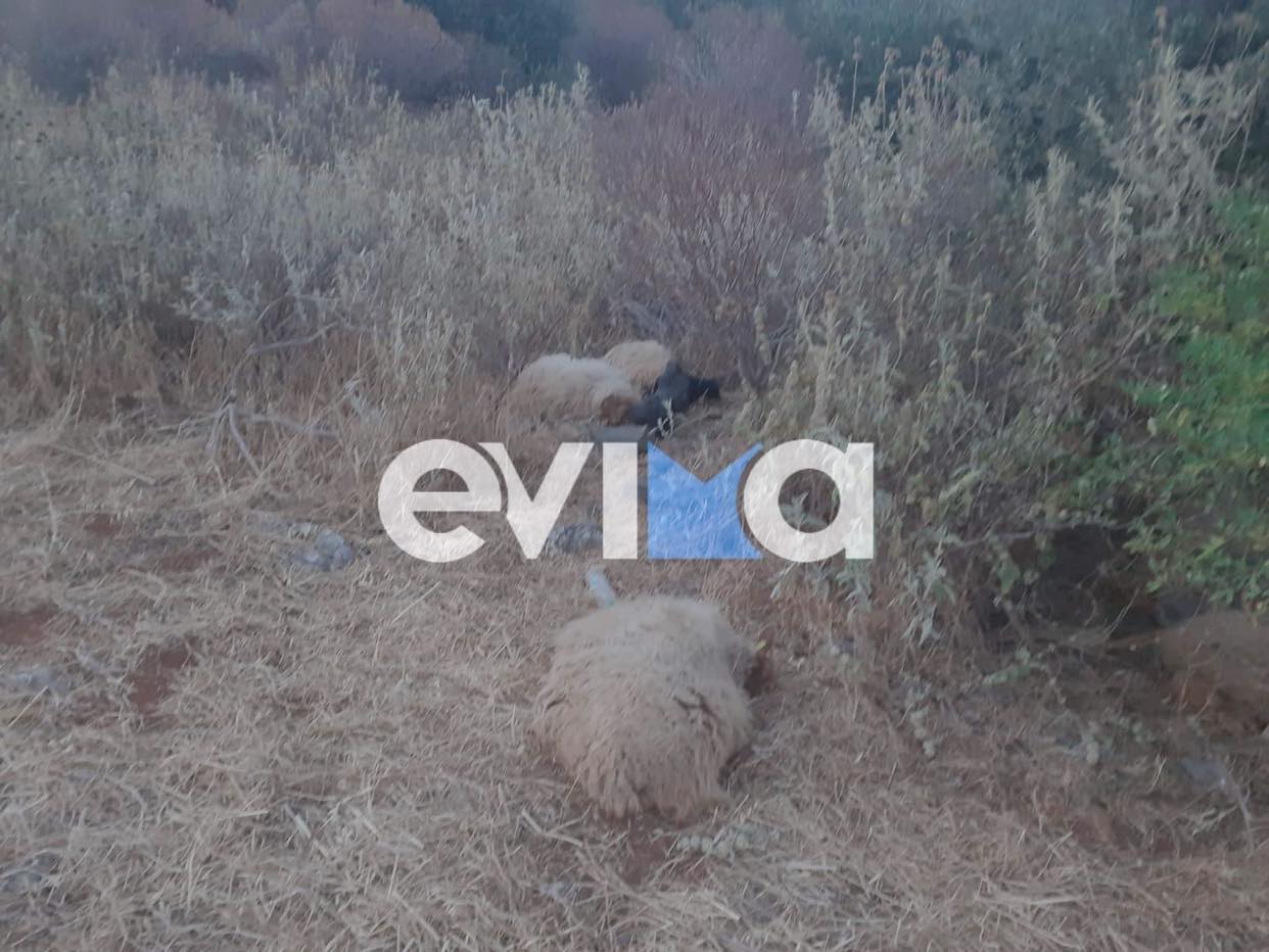 Νότια Εύβοια: Ένα ολόκληρο κοπάδι από πρόβατα βρέθηκε νεκρό δίπλα στη θάλασσα