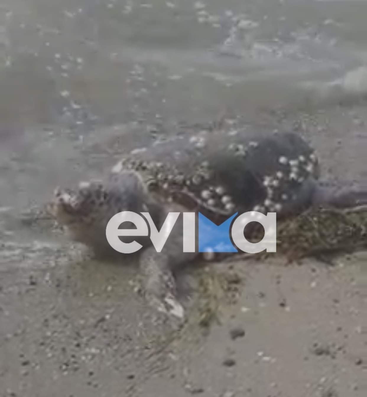 Εύβοια: Νεκρή θαλάσσια χελώνα στην παραλία της Σουβάλας  (εικόνα)