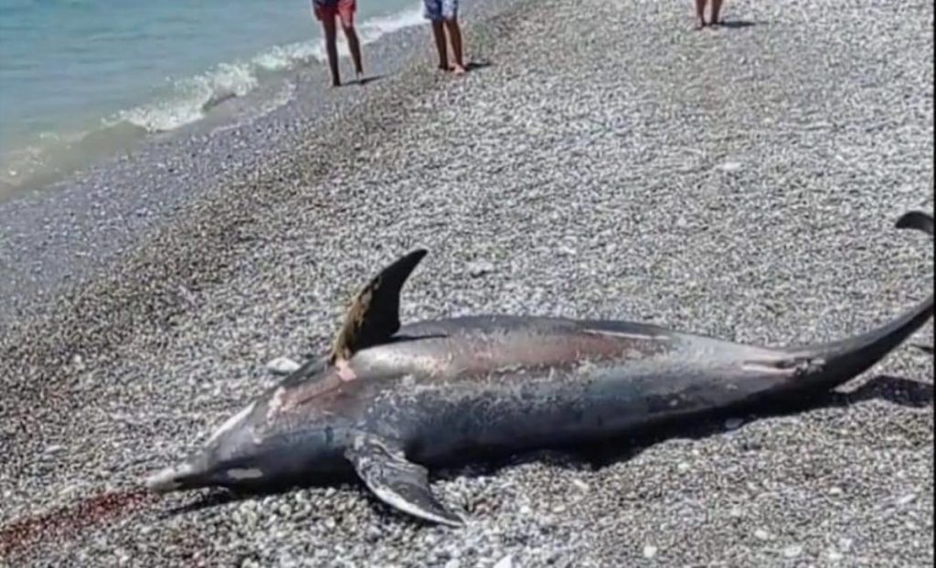 Αναστάτωση σε παραλία από θαλάσσιο κήτος Αναστάτωση σε παραλία από θαλάσσιο κήτος