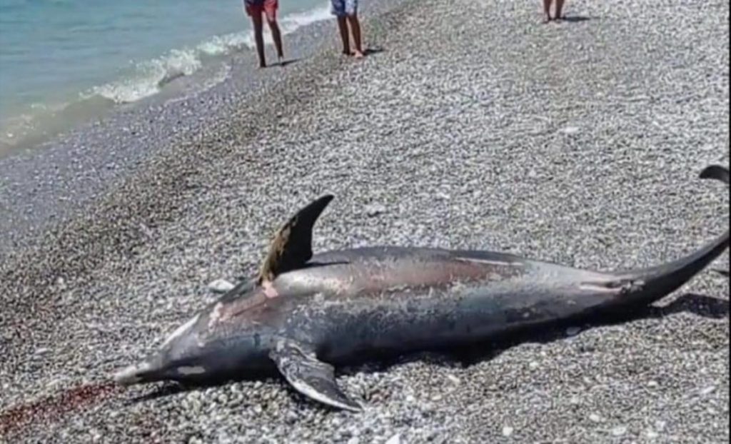 Αναστάτωση σε παραλία από θαλάσσιο κήτος