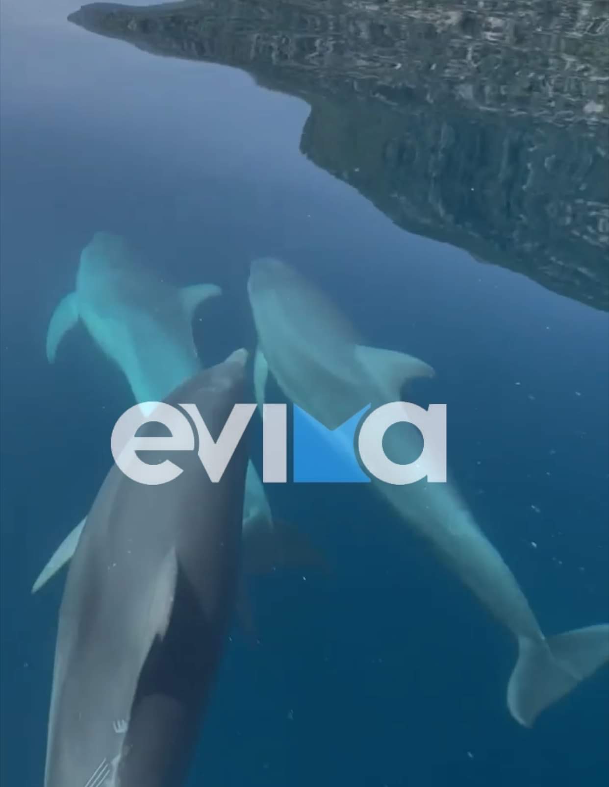 Δελφίνια κάνουν παιχνίδια στις θάλασσες της Βόρειας Εύβοιας – Μαγευτικές εικόνες