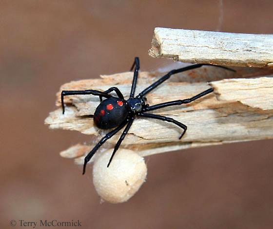 Αράχνη «μαύρη χήρα» τσίμπησε αγρότη – Η οδύσσεια για να βρεθεί αντίδοτο