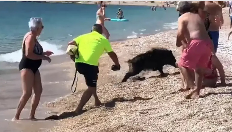 Αγριογούρουνο βγήκε από τη…. θάλασσα και δάγκωσε γυναίκα σε παραλία – Δείτε το βίντεο