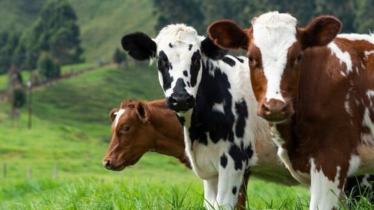 Γιατί θα φορολογηθεί το ρέψιμο των αγελάδων
