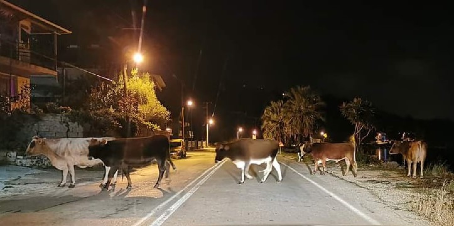 Η επέλαση των…. βοειδών: Μοσχάρια «κόβουν βόλτες» στο δρόμο προς Βόρεια Εύβοια