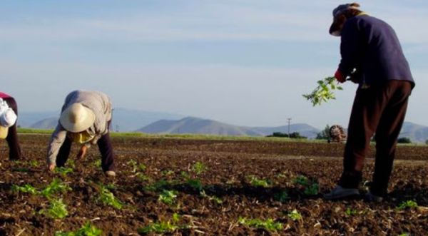 Γεωργαντάς: 100 εκατ. ευρώ για την ενίσχυση κτηνοτρόφων και αγροτών