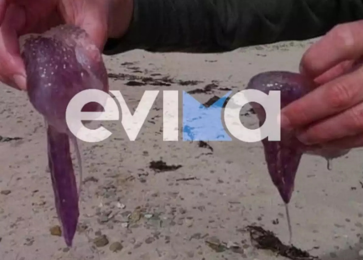 Μωβ Μέδουσες: Σε ποιες παραλίες είναι οι περισσότερες και τι ισχύει στις ακτές της Εύβοιας