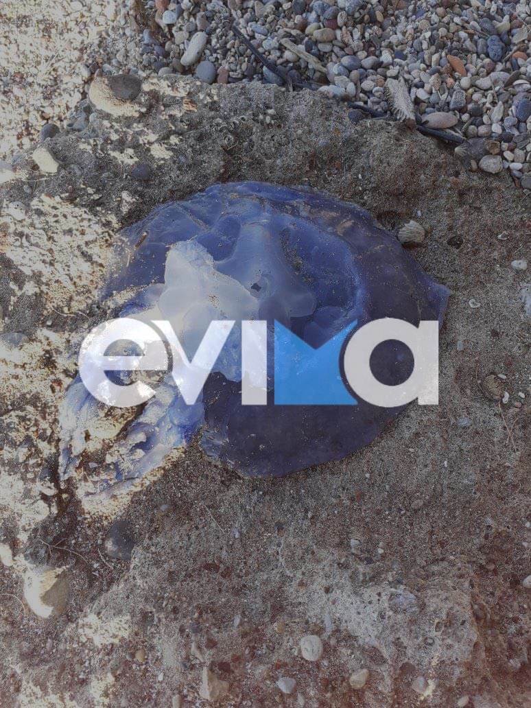 Εύβοια: Μωβ μέδουσες εμφανίστηκαν και στον Ευβοϊκό (pics)
