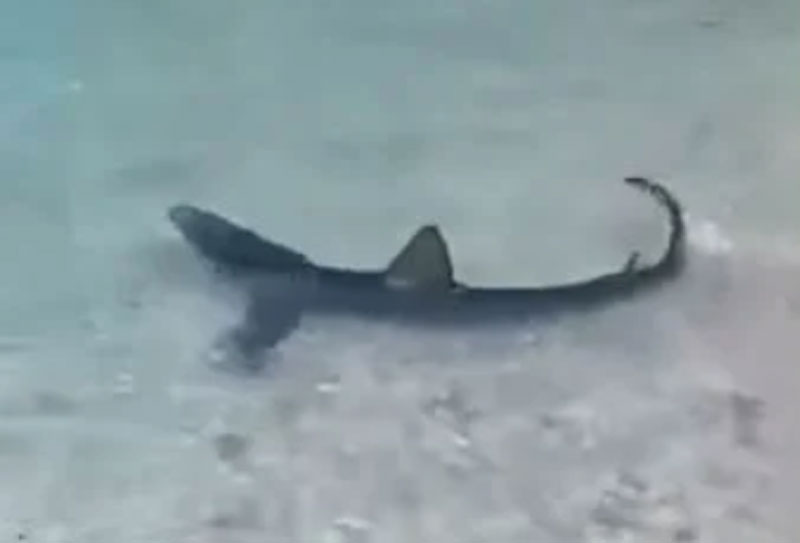 Γαλάζιος καρχαρίας εμφανίστηκε στα ρηχά σε παραλία