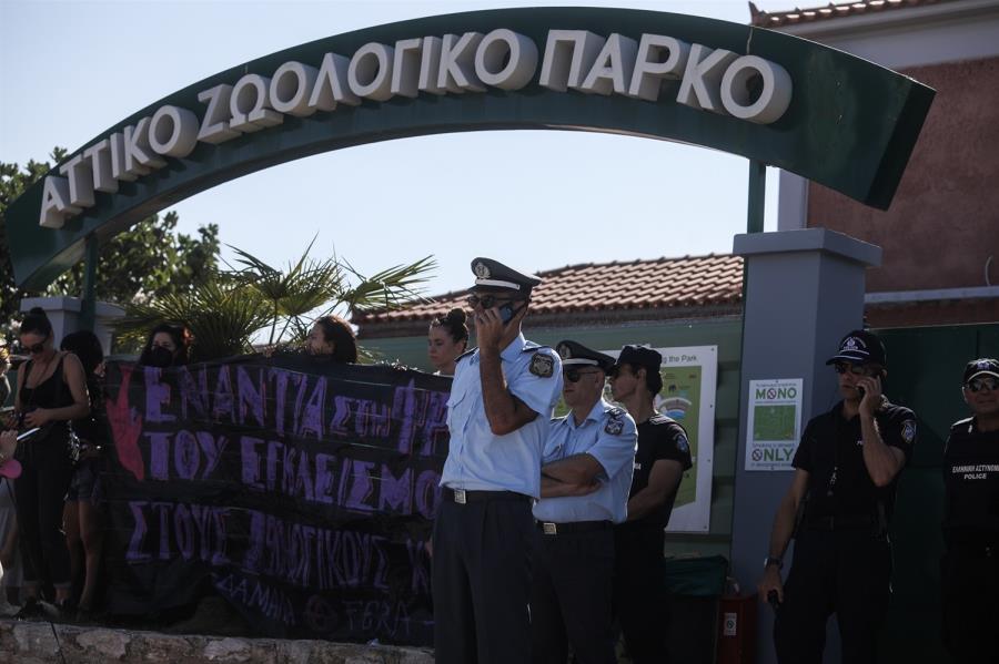 Αττικό Ζωολογικό Πάρκο: Παρέμβαση Αμυρά για τη διαφυγή και θανάτωση χιμπατζή