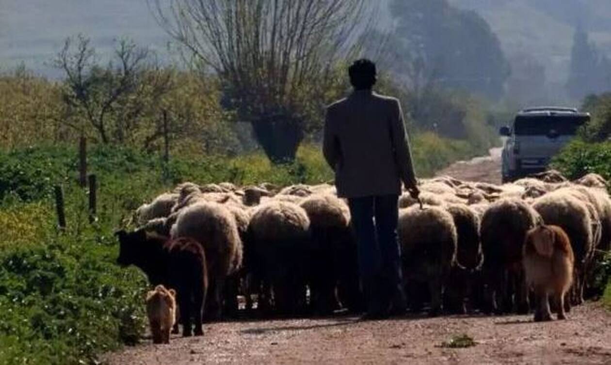 Αδιανόητο περιστατικό: Βοσκός έδειξε τα γεννητικά του όργανα σε τουρίστες